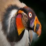 image of bird