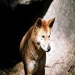 image of animal