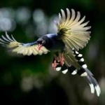 image of bird