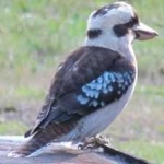 image of bird