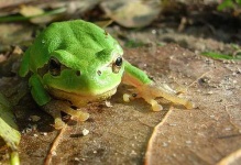 image of tree_frog #3