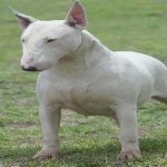 image of animal