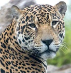 image of jaguar_car