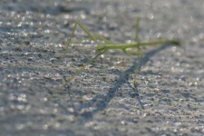 image of walking_stick