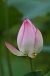 image of flower