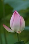 image of lotus #34