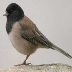 image of bird