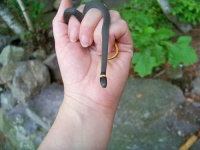 image of ringneck_snake #19