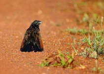 image of coucal