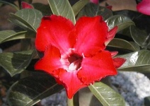 image of desert_rose #22