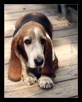 image of basset_hound #12