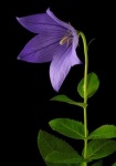 image of balloon_flower #32