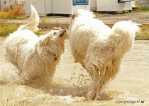 image of great_pyrenees