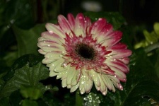 image of flower