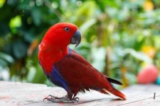 image of lory