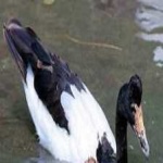 image of bird