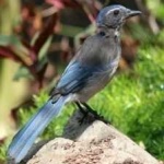 image of bird