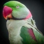 image of bird