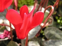 image of flower