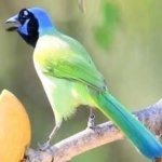 image of green_jay #23