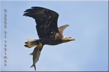 image of bald_eagle