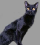 image of animal