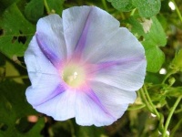 image of flower