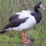 image of bird