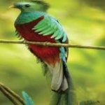 image of bird