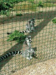 image of madagascar_cat