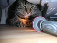 image of tiger_cat
