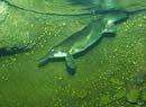 image of platypus