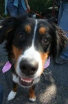 image of bernese_mountain_dog