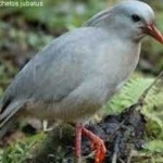 image of bird