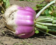 image of turnip #10