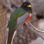 image of bird
