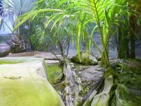 image of komodo_dragon