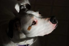 image of animal