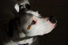 image of american_bulldog #12