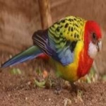 image of bird
