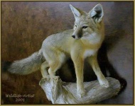 image of kit_fox