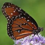 image of animal