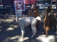 image of animal