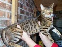 image of animal