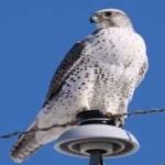 image of bird