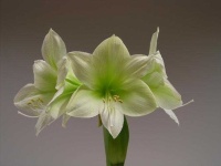 image of flower