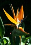 image of bird_of_paradise_flower #7