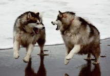 image of malamute