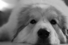 image of great_pyrenees