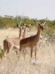image of impala